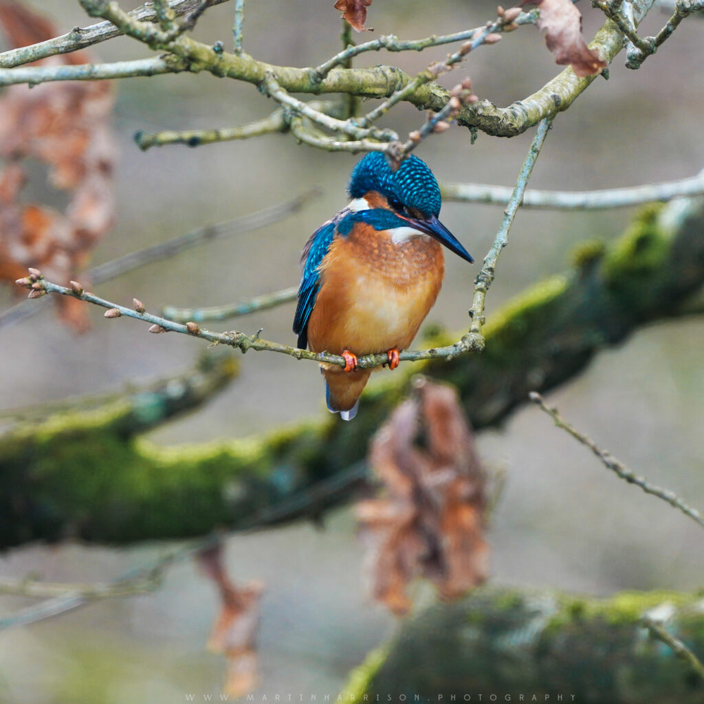 Kingfisher on the Leeds Liverpool Canal